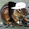 chipmunk