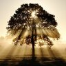 Treelight