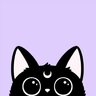 The Curious Cat