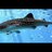 sharklife