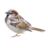 Dirtyhuismus
