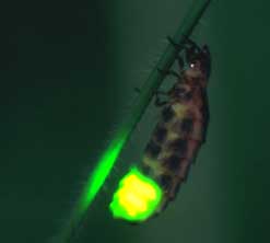 glowworm.jpg
